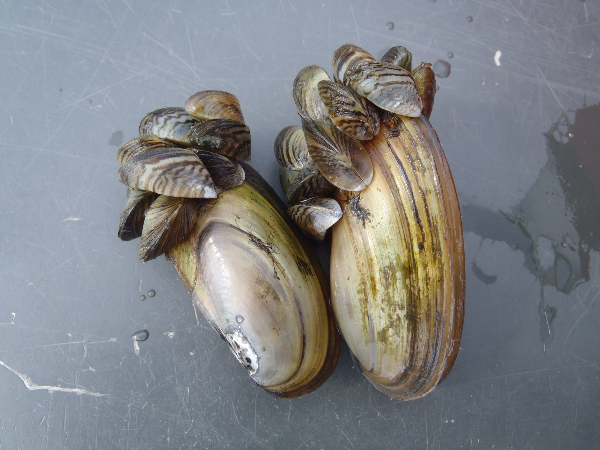 Native mussels slowly smothered by the colony of invasive zebra mussels covering the opening of their shells.