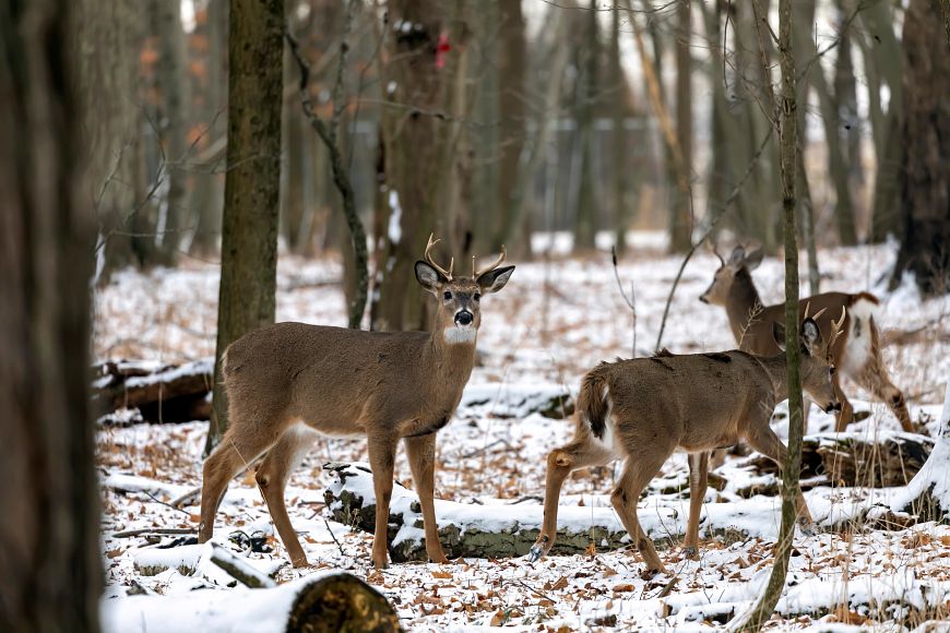 Three white-tailed bucks walk through a hardwood forest with a snow-covered floor.