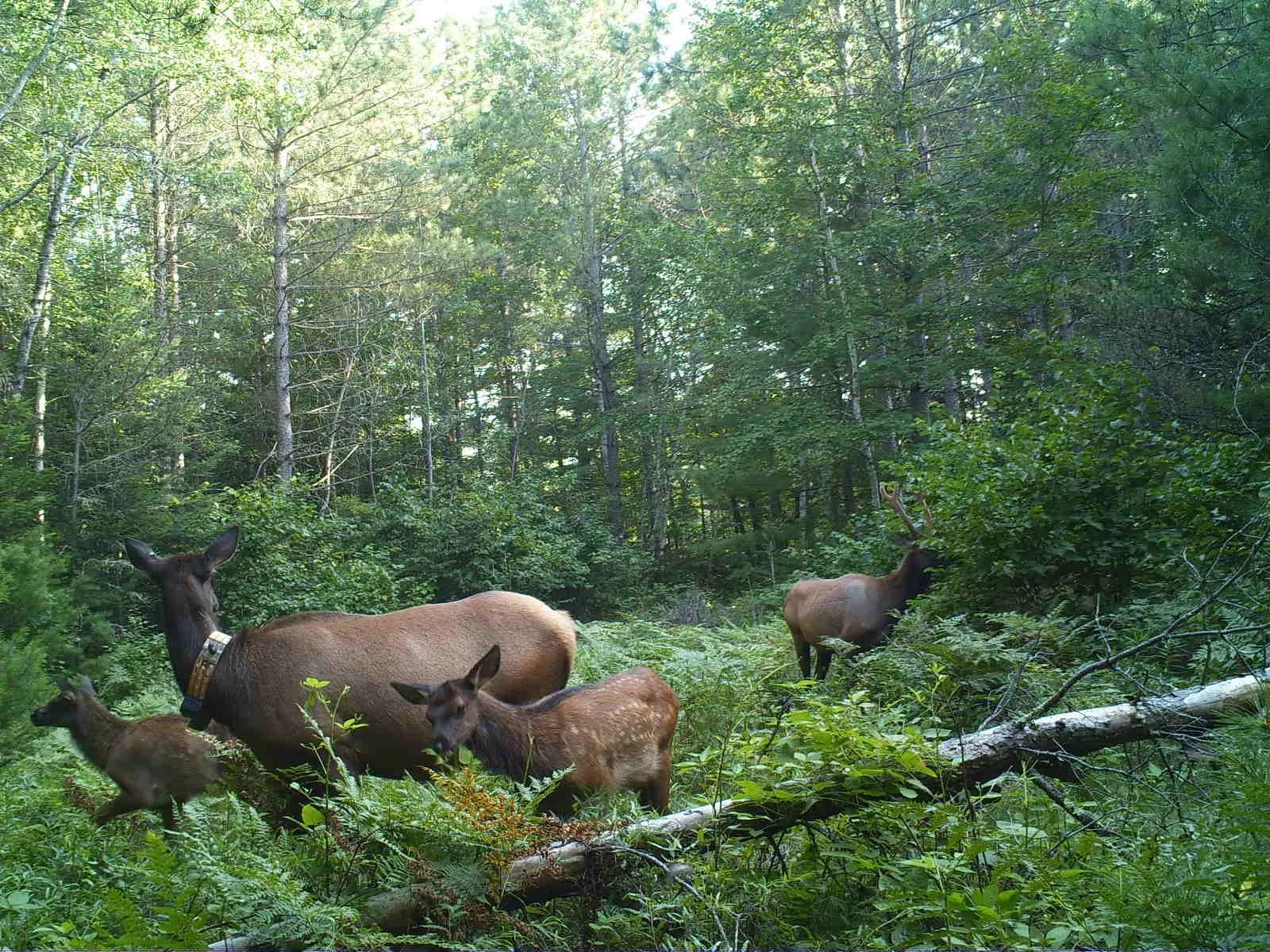 An image of a family of elk outdoors in a forest. 