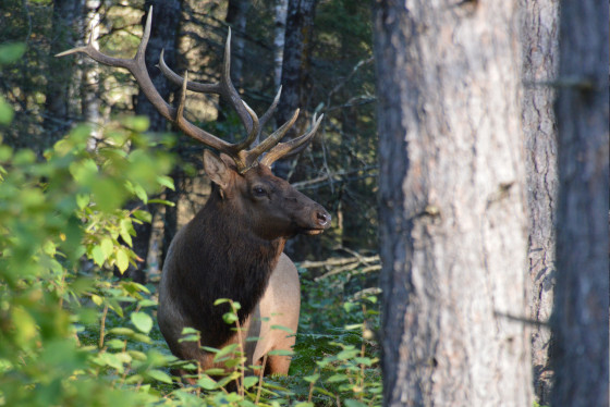 An elk stands in the summer forest, partially obscured by a tree/