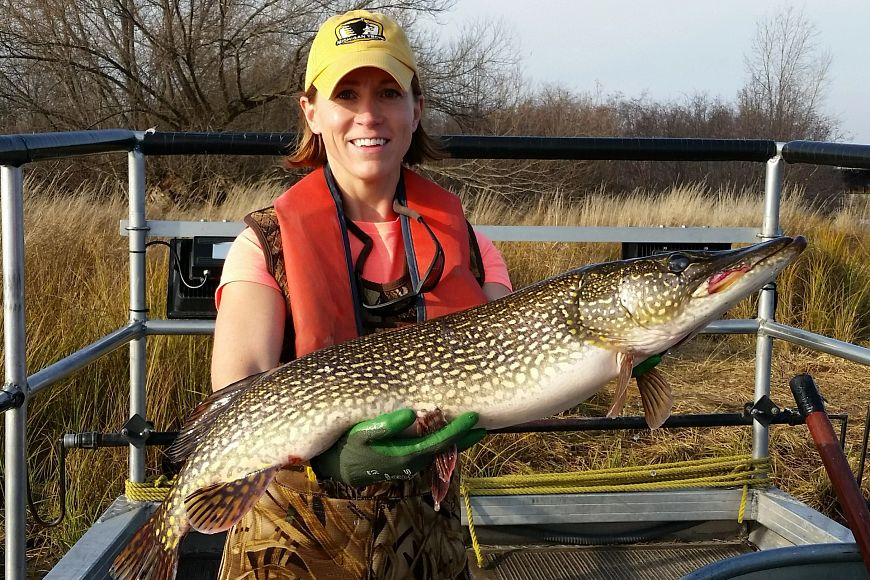 36 Inch Pike Learn About Green Bay Northern Pike And Yellow Perch Management On Feb ...
