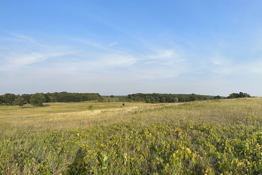 An open prairie with tall, green wild grasses and plants grows under a bright blue sky with thin, wispy clouds.