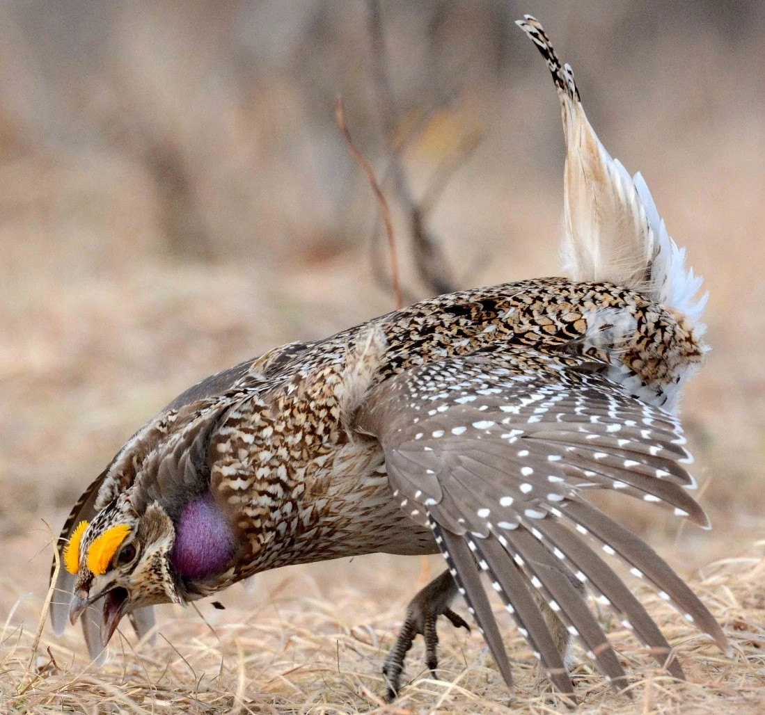 A male sharp-tailed grouse performs its iconic mating dance. 