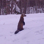 A marten stands on its hind legs in the snow