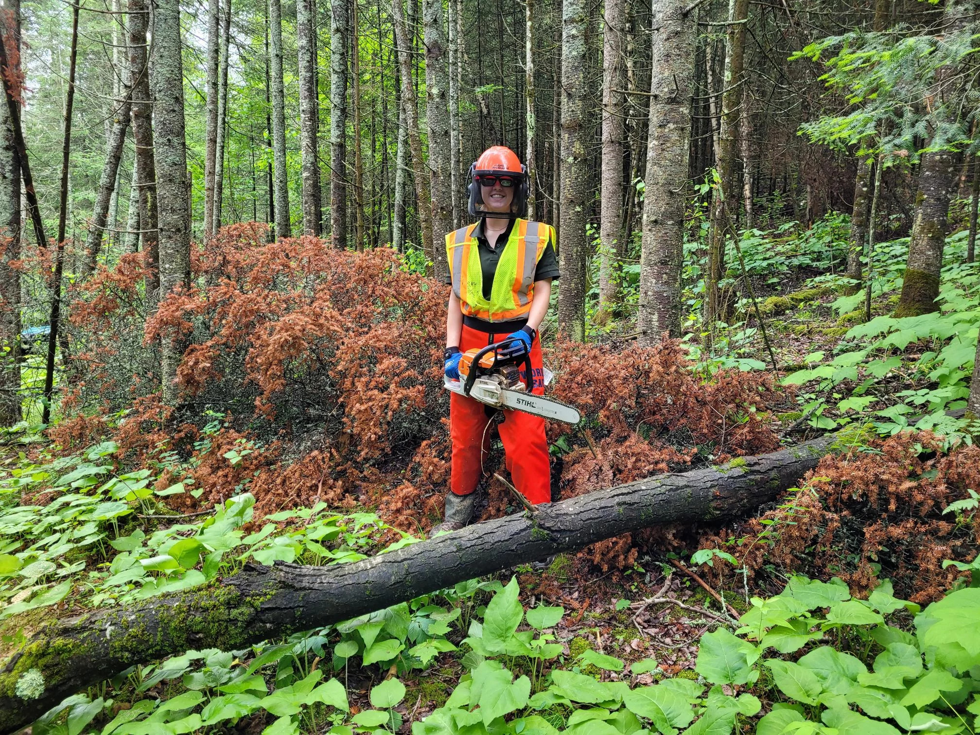 A person in a high-visibility vest and helmet holds a chainsaw beside a fallen tree. 