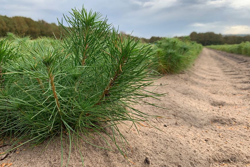 A view of pine seedlings growing in a field at a state nursery.