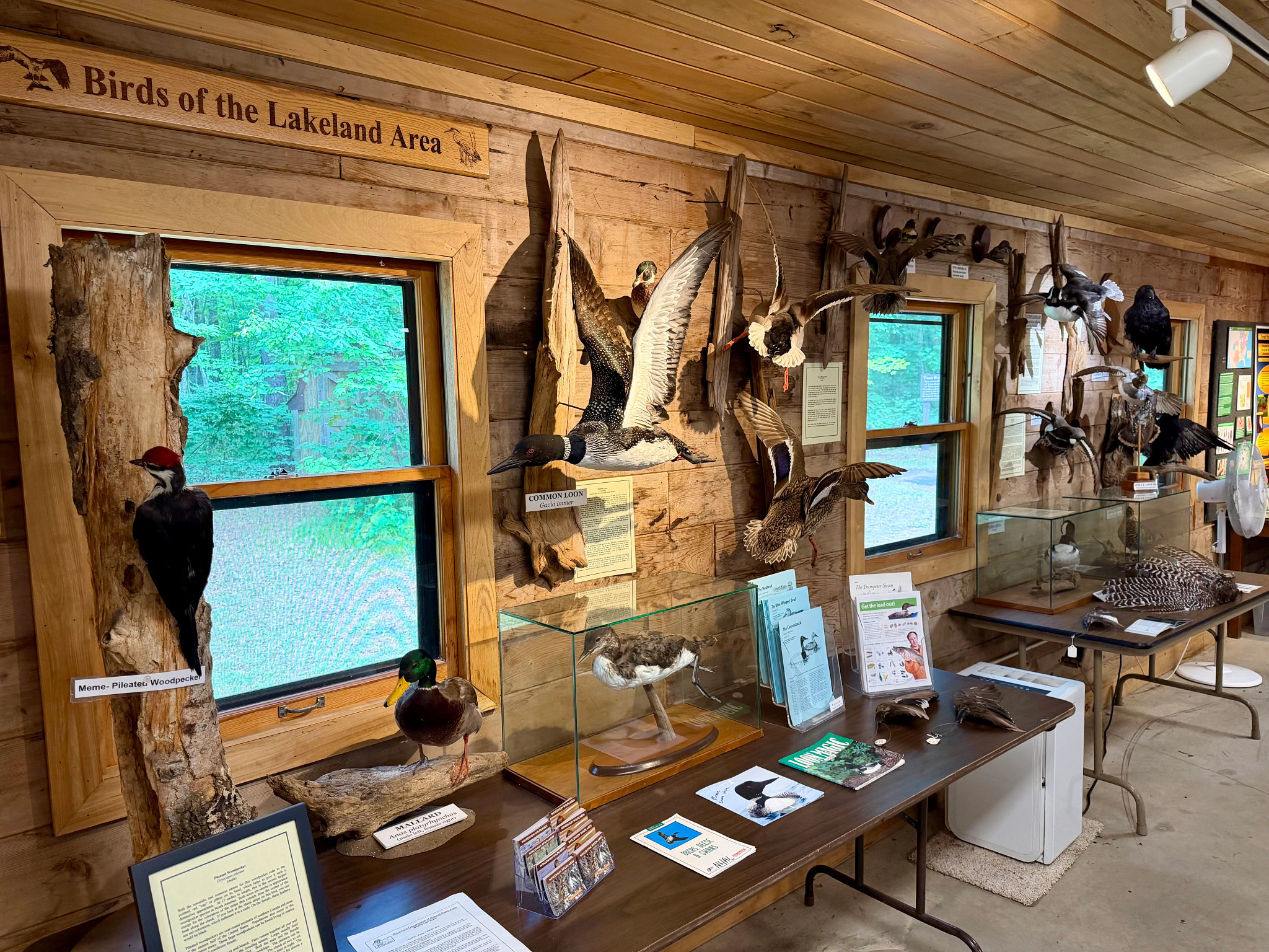 Taxidermy birds and informational booklets are displayed in a cabin.