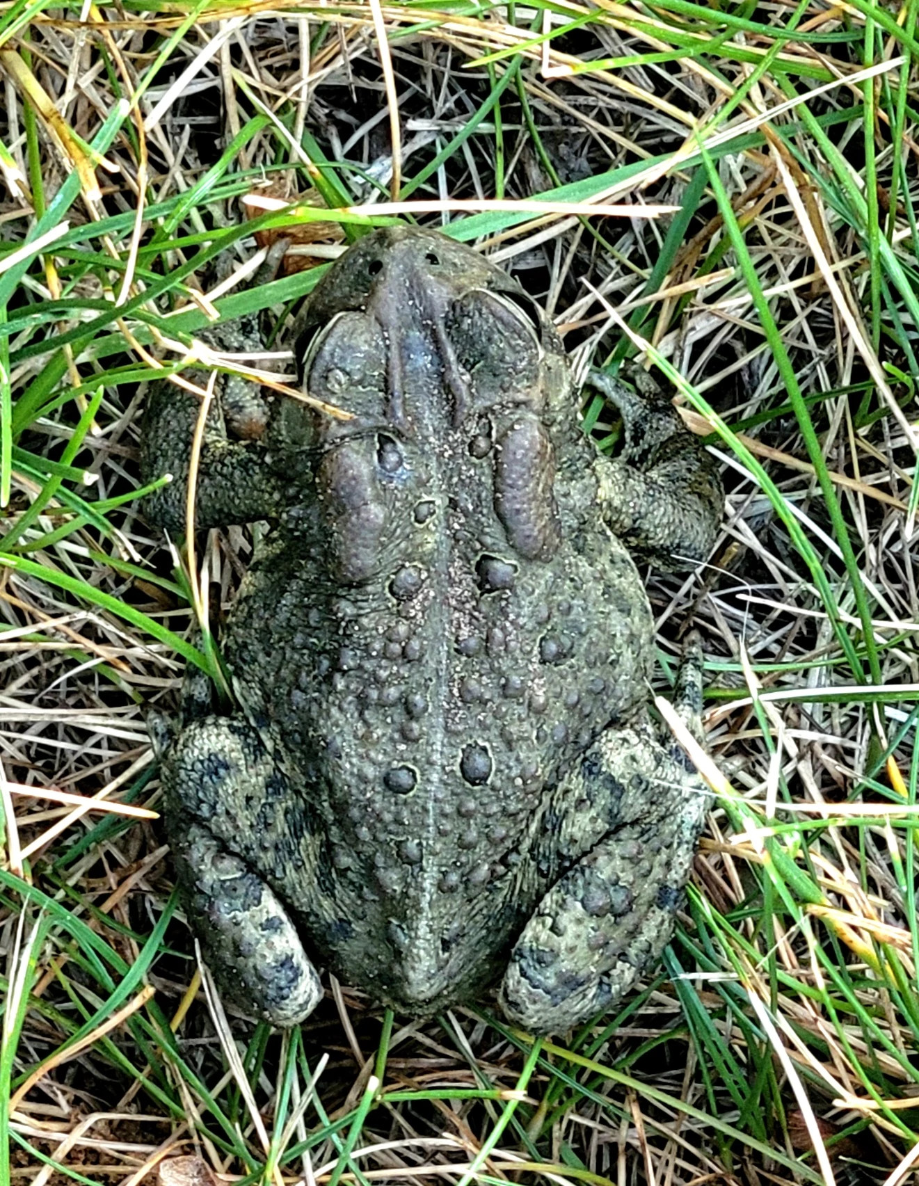 What Is That Hopping Over There? | Wisconsin DNR