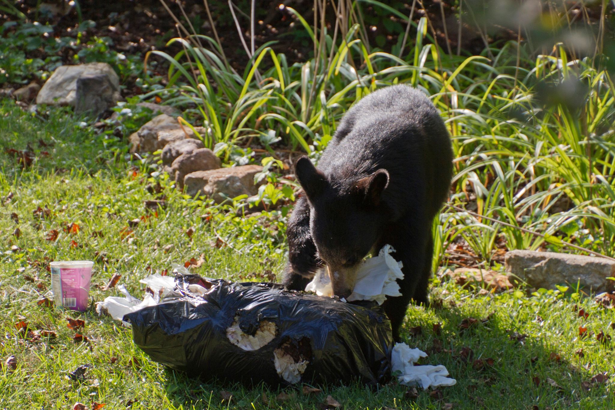 An image of a black bear ripping into a trash bag.