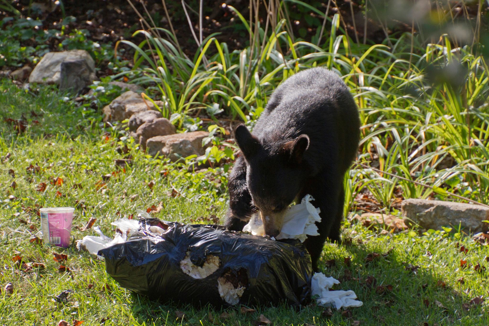 An image of a black bear ripping into a trash bag. 