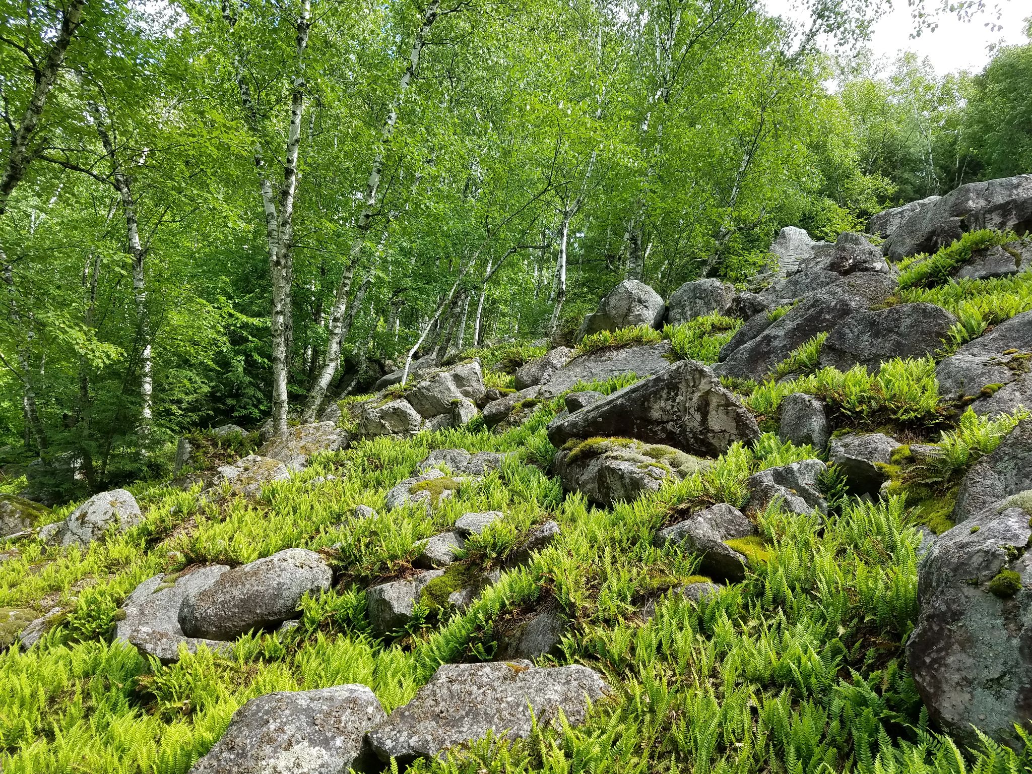 Grass grows along rocks on at Rib Mountain State Park