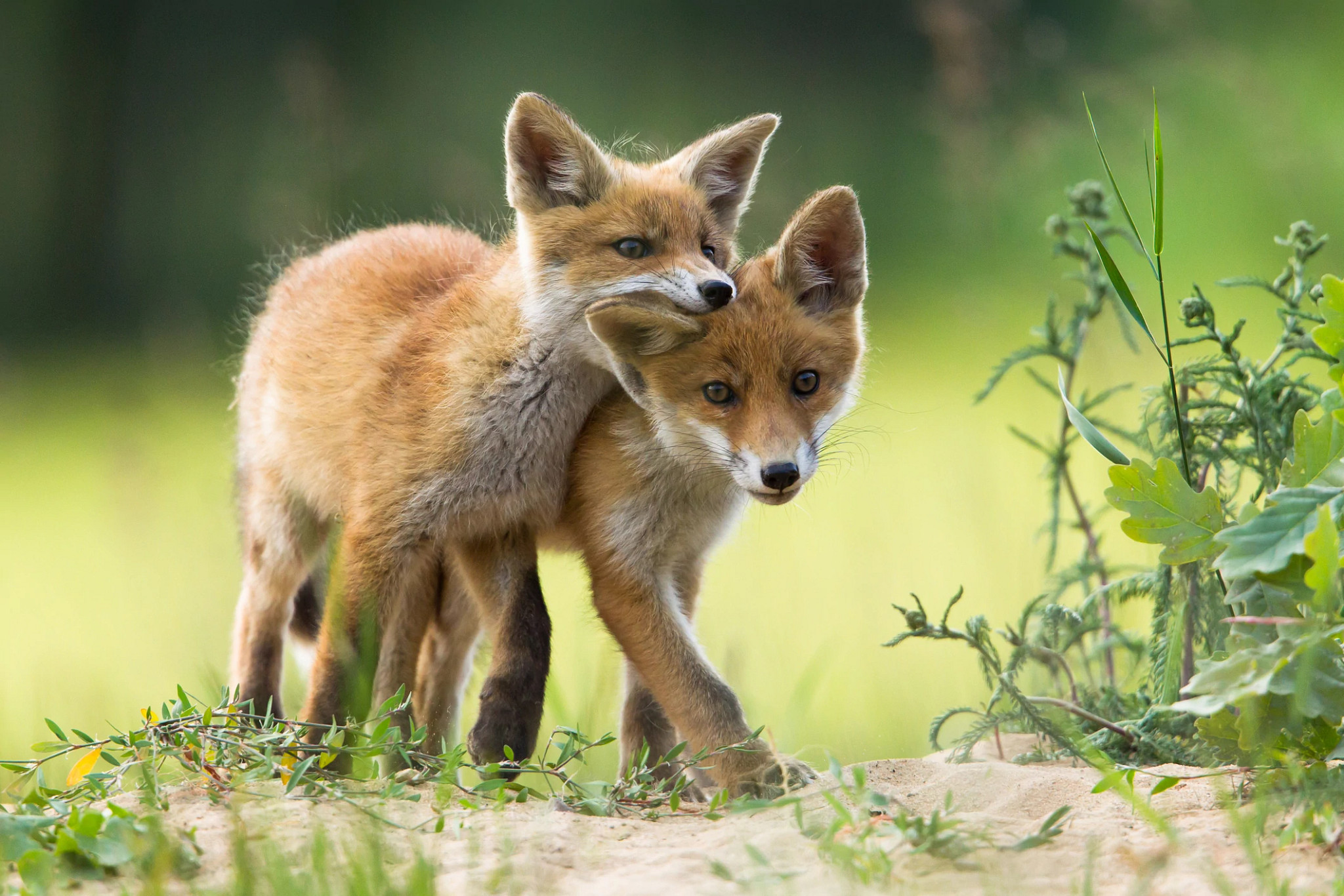 two fox kits wrestle with one another