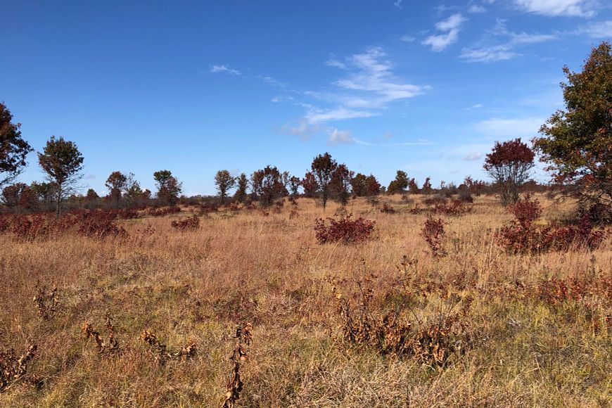 fall vegetation and grass at Sandhill Wildlife Area