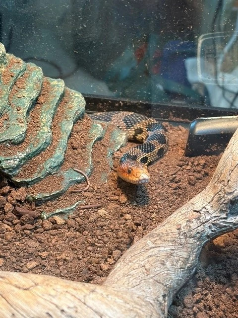 A snake looks at the viewer from inside a terrarium.
