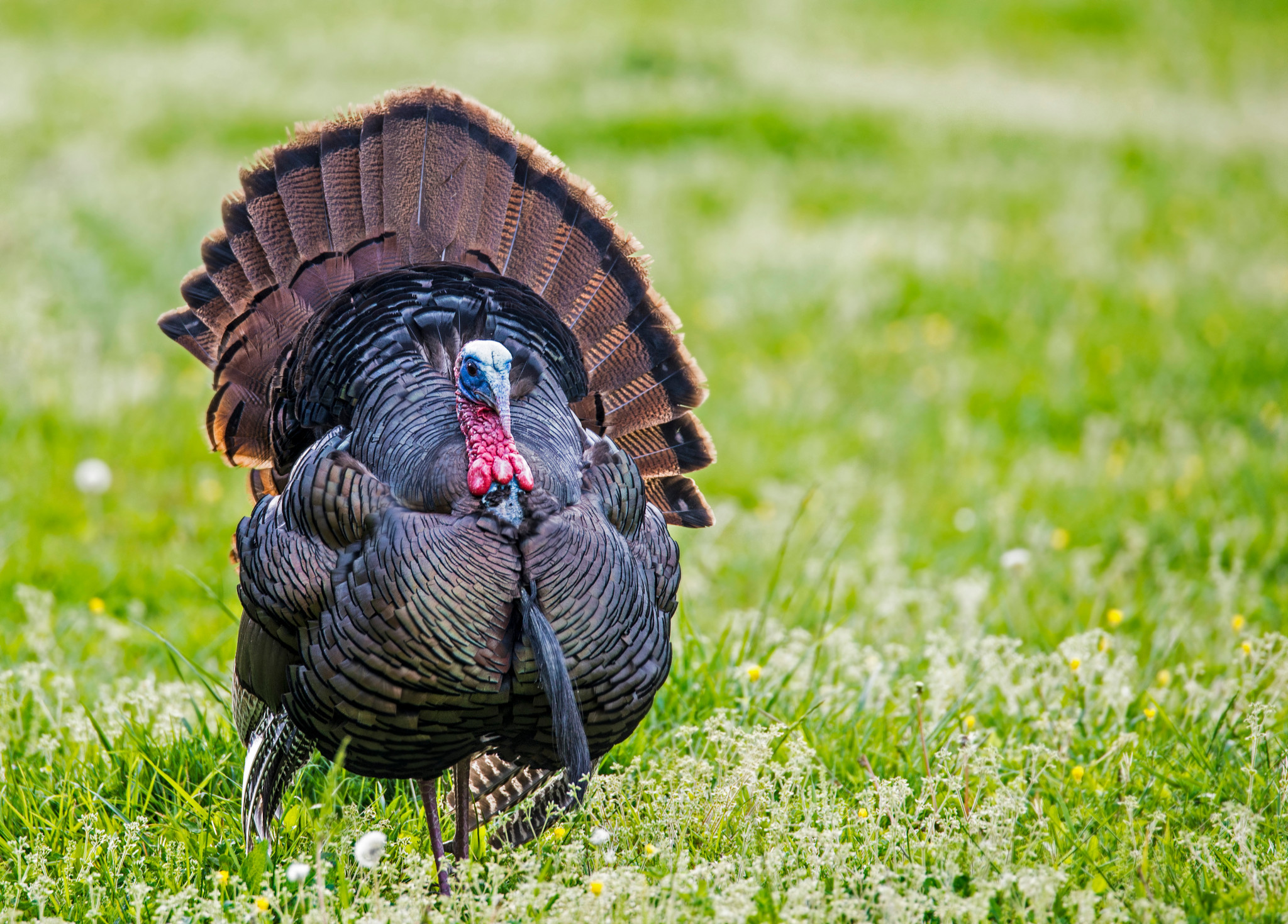 a male turkey standing in tall green grass