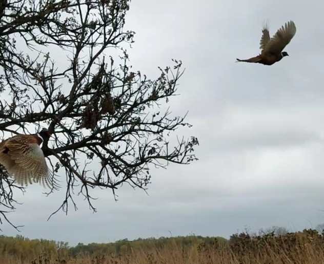 pheasant being released on a state wildlife area.