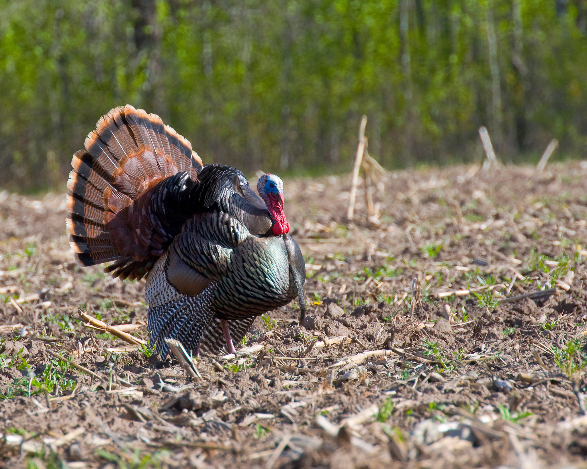 A male turkey in an early spring field. 