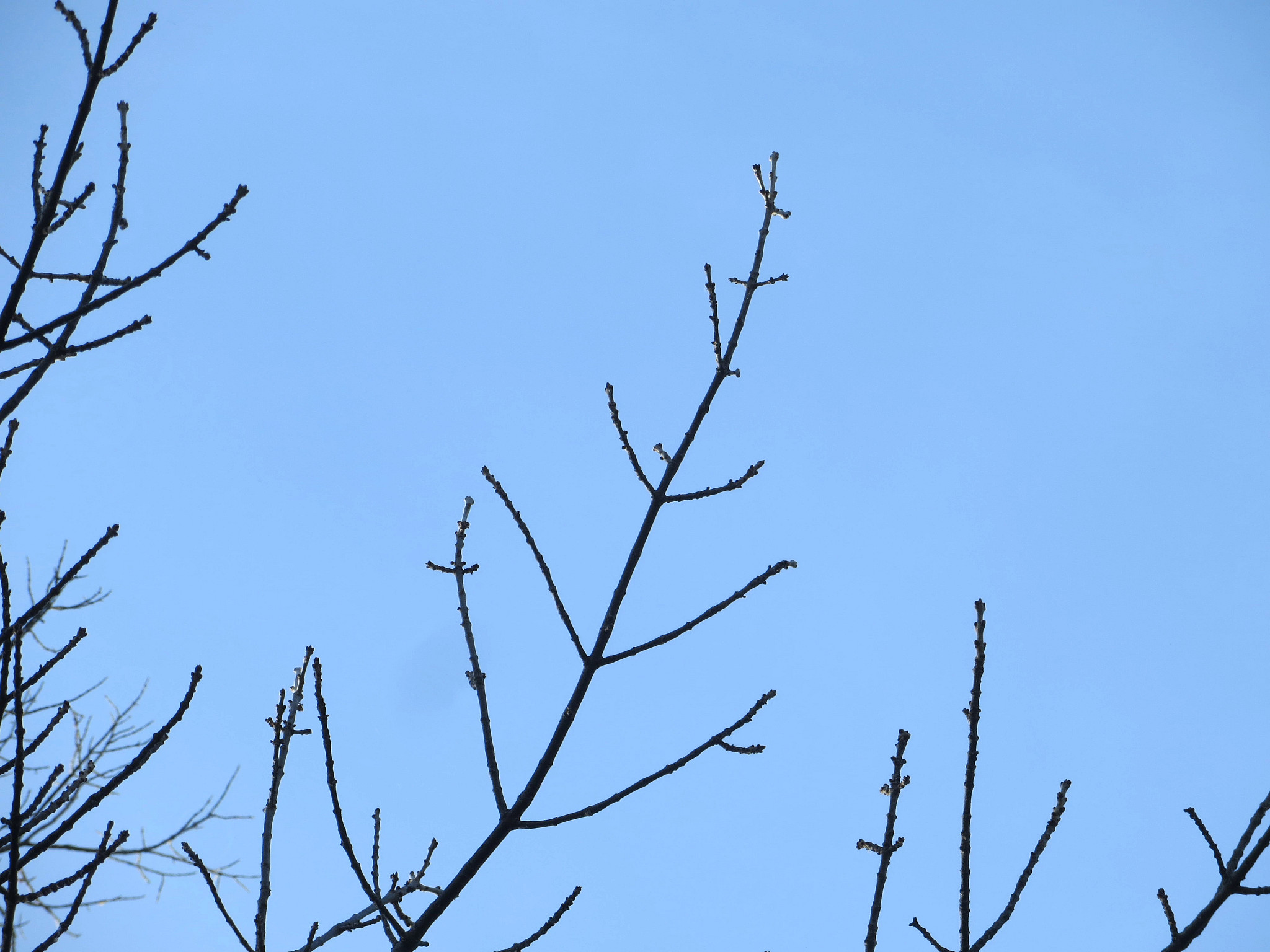 A close-up of ash tree branches against a blue sky. 
