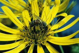 honey bee on yellow flower