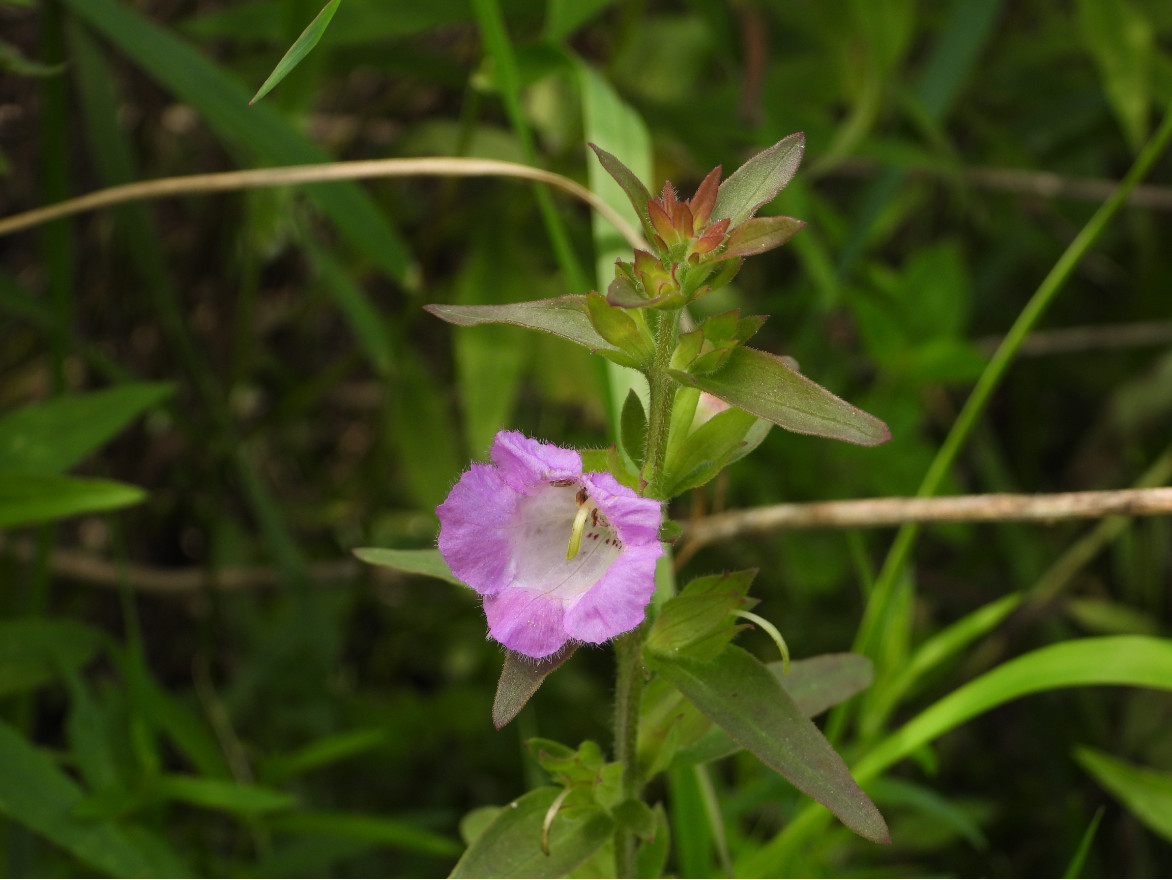A single pink flower with a yellow center and green leaves against a background of lush greenery.