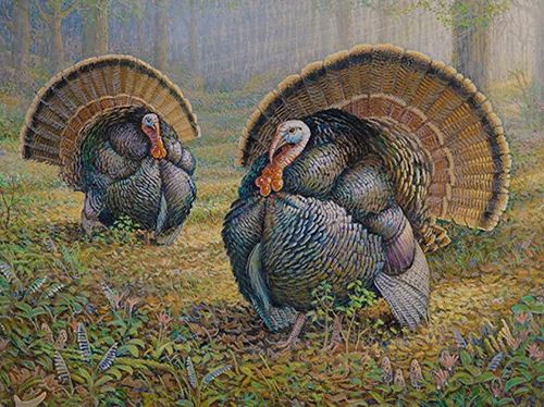 The 2026 Turkey Stamp illustration shows two male turkeys in a grassy field.