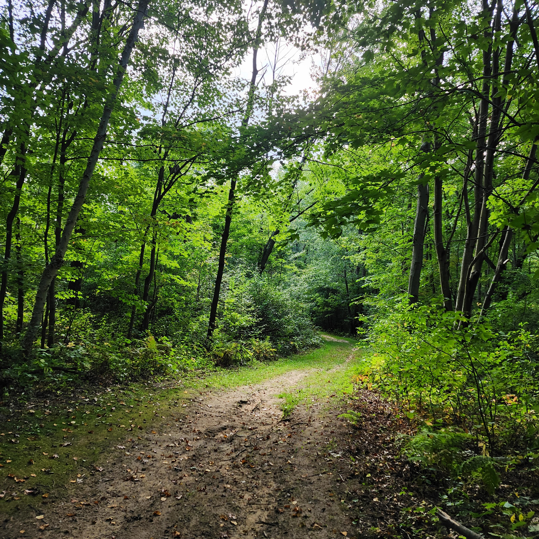 A lush green woods with a dirt trail.