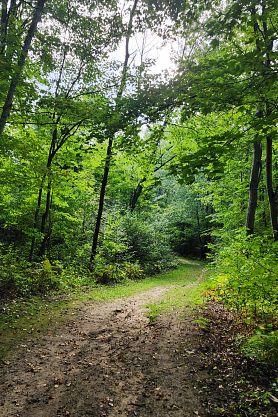 A lush green woods with a dirt trail.