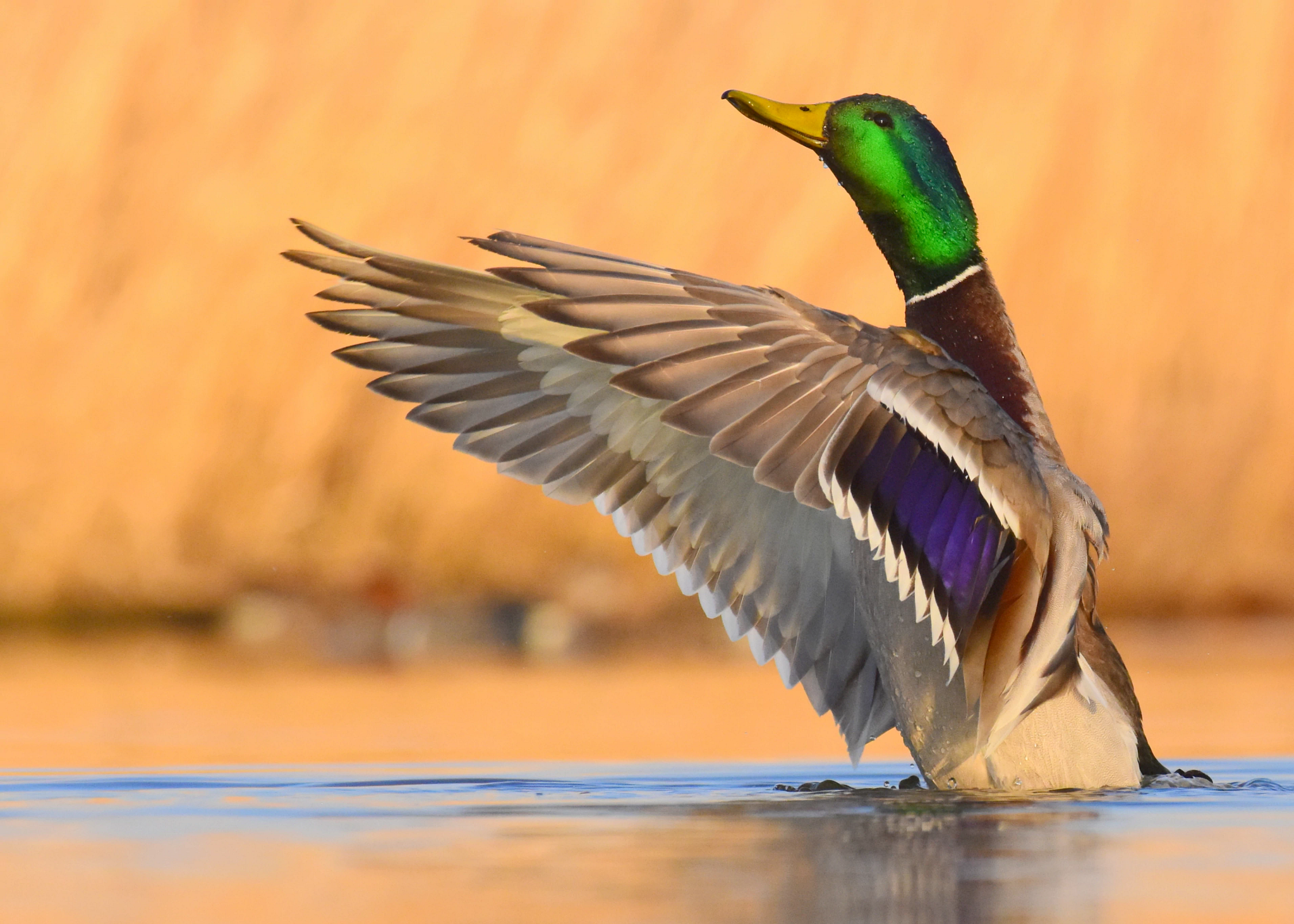 A male mallard spreads its wings in shallow water. 