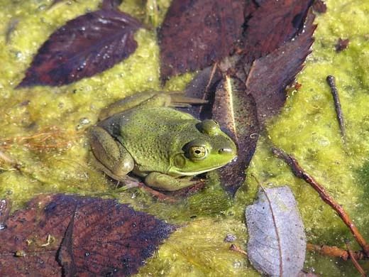 bufo_amer_008.jpeg