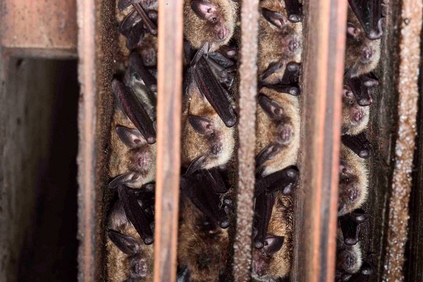 Brown bats in a roost, hanging sideways in between rows of wood slats.