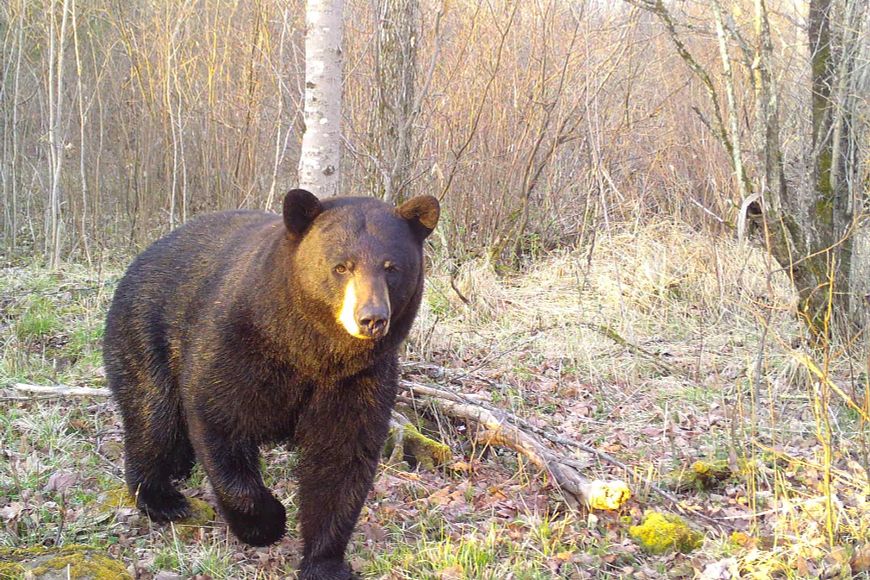 A black bear walks through a forest clearing with bare trees in the background.