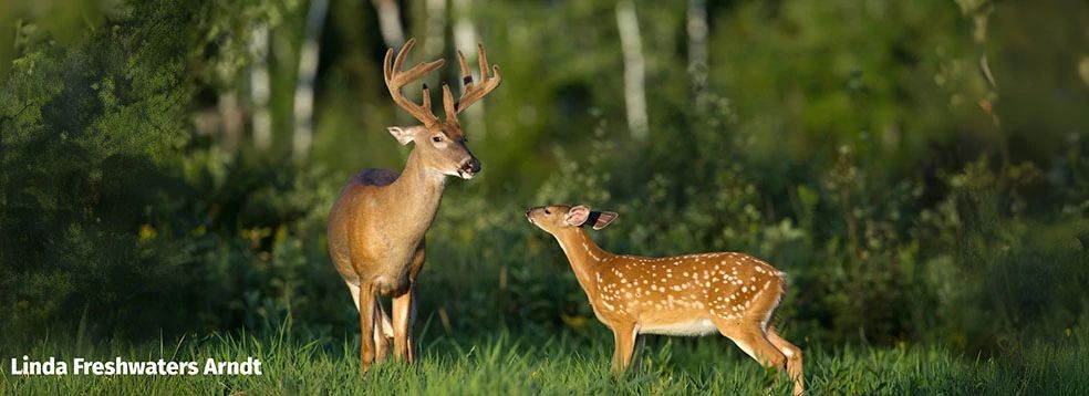 A stag and a fawn in a green forest clearing.