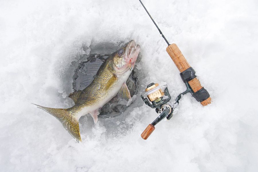 An image of a walleye next to a fishing pole in the middle of ice.