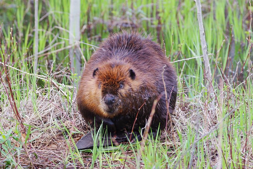 A beaver sitting in a grassy area surrounded by thin trees.