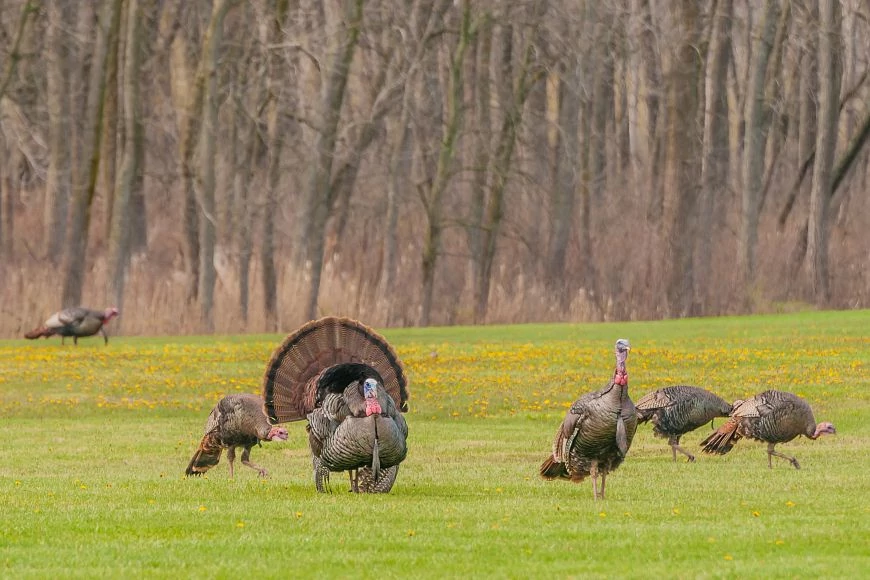 Six turkeys, a mix of female and male, walk in a green meadow. 