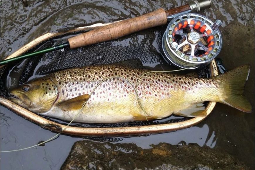 A brown trout in a net is staged for a picture in the water next to a fly rod. 