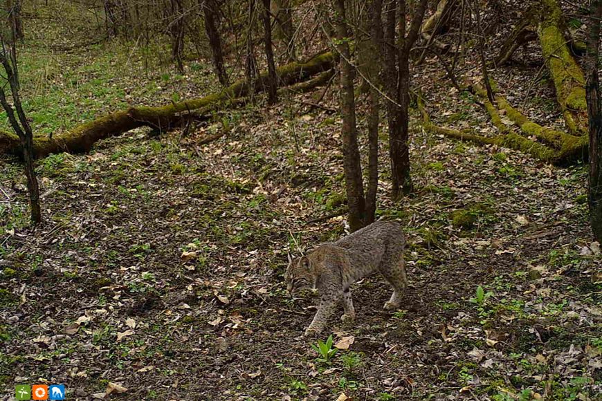 A bobcat stalks down a path in a leaf-littered forest.