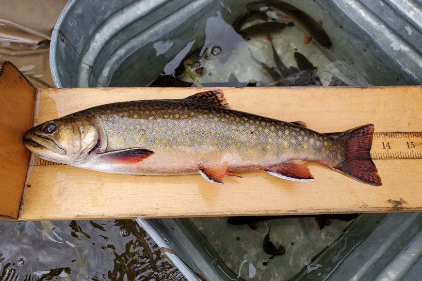 A brook trout is measured on a bumper board. 