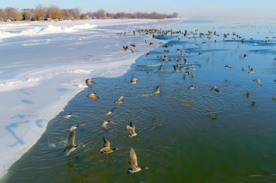 A flock of Canadian Geese takes flight from the edge of ice on a lake toward the sunrise.