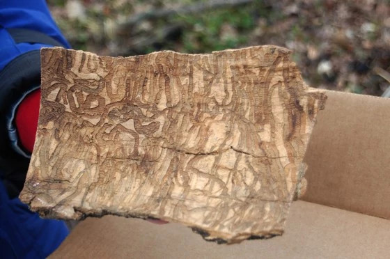 A slice of wood is held showing the pattern left behind by Emerald Ash Borer.