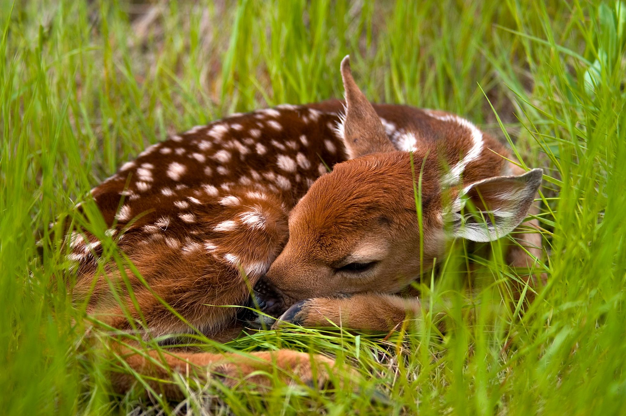 An image of a fawn in a field. 