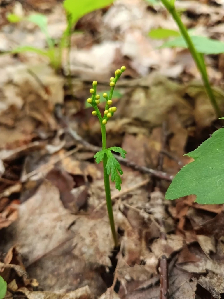 Example of a rare plant