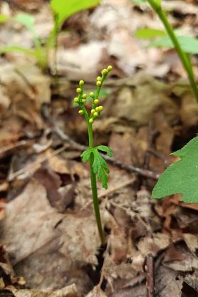Example of a rare plant