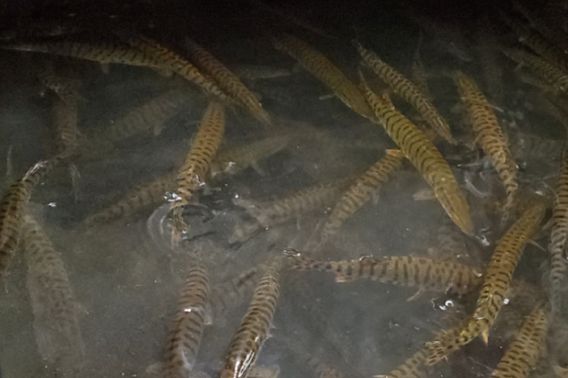 Dozens of musky fingerlings in a hatchery pond.