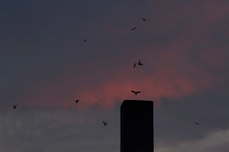 A group of chimney swifts flying around a chimney at dusk.