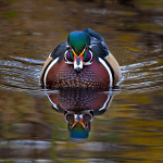 A male wood duck swimming.