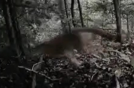 A blurry photo of a cougar running by a trail camera in the woods.