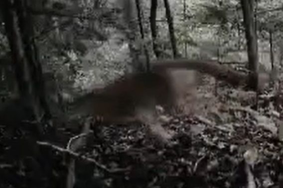 A blurry photo of a cougar running by a trail camera in the woods.