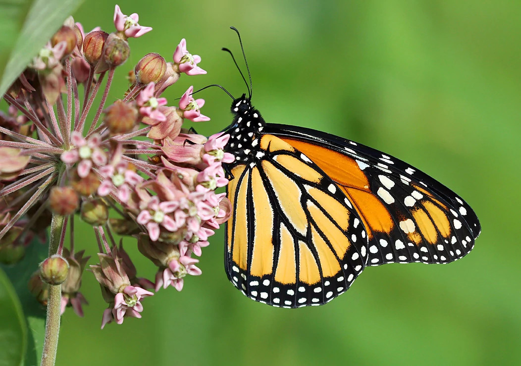A monarch butterfly drinks from a pink milkweed flower in front of a blurred green background. 