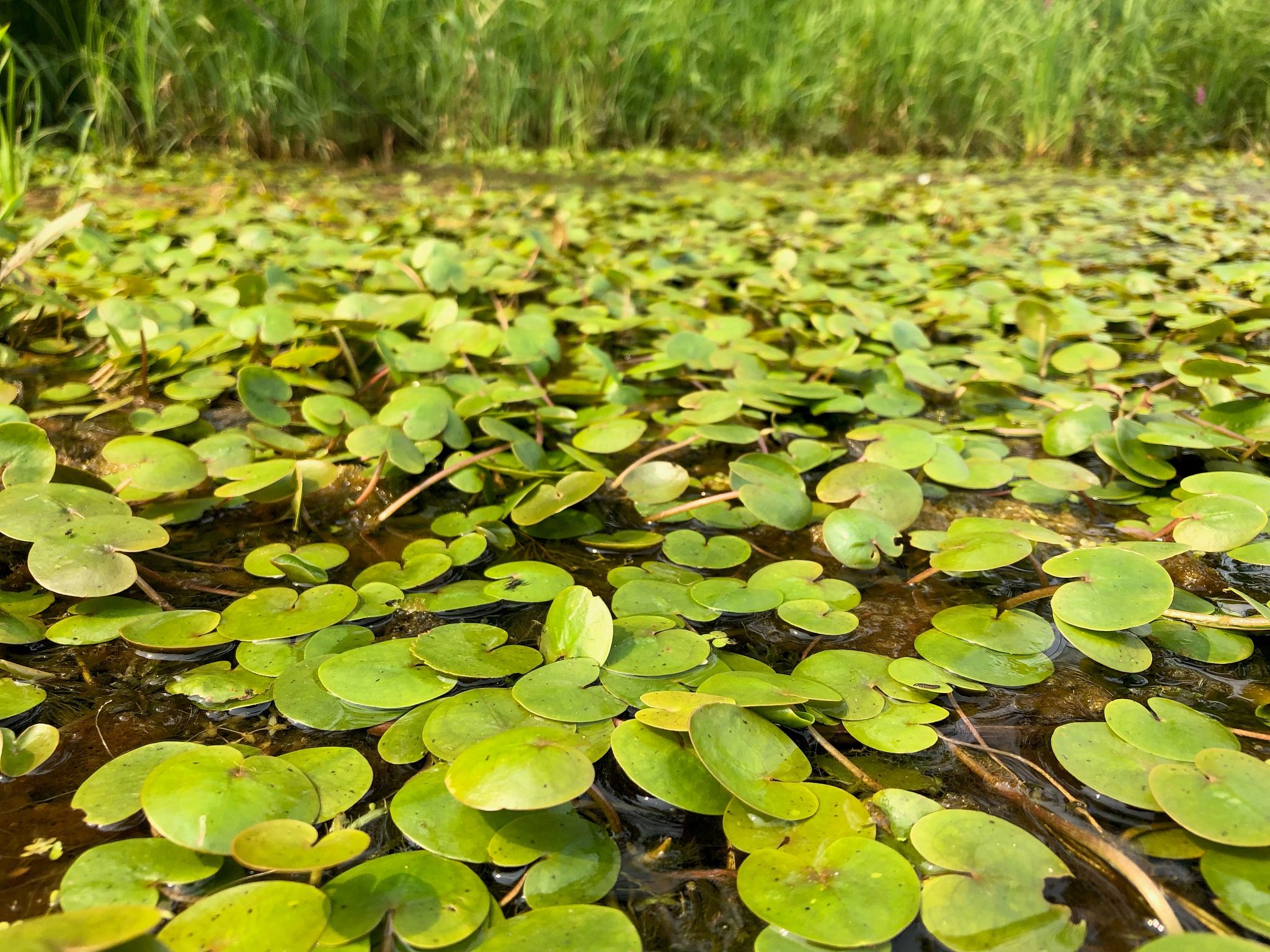 Invasive European Frogbit Found In Oconto County Wisconsin DNR invasive-european-frogbit-found-in-oconto-county-wisconsin-dnr